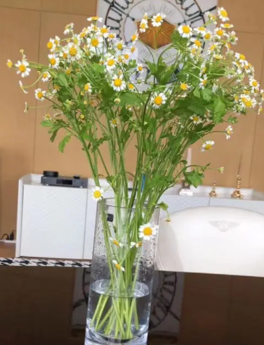洋甘菊怎么水养
