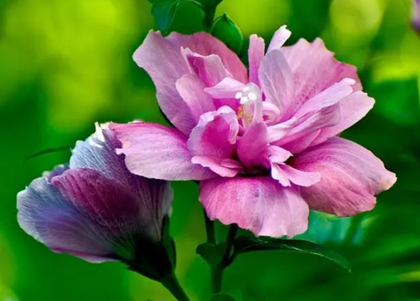 木槿花好养吗 养殖方法和养护要点