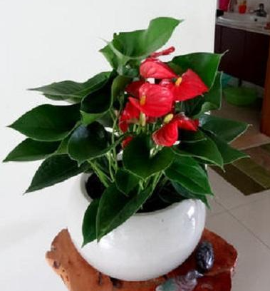 红掌可以浇淘米水吗