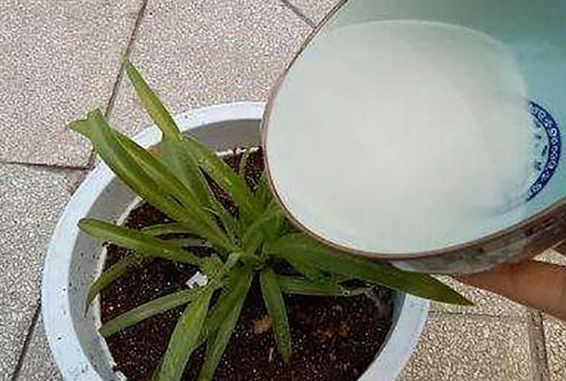 植物可以浇牛奶吗