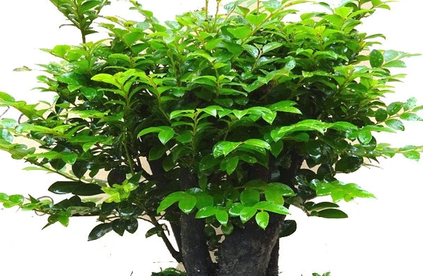 小叶紫檀好养活吗