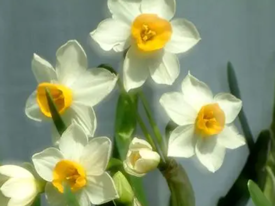 水仙花好养吗