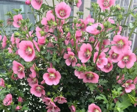 小木槿好养吗