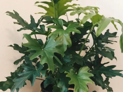 春羽怎么水养
