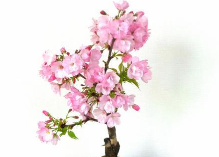樱花盆栽好养吗