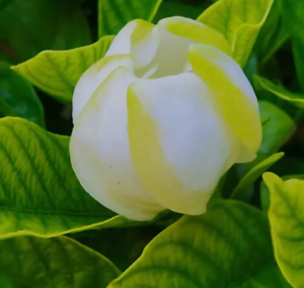 桅子花好养吗？