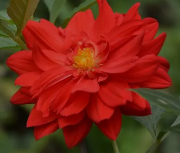 大丽花好养吗？
