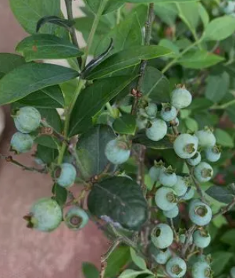 蓝莓盆栽好养吗？