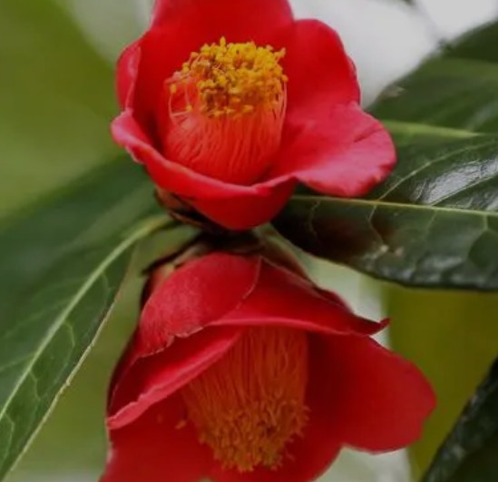 茶花好养吗 ？