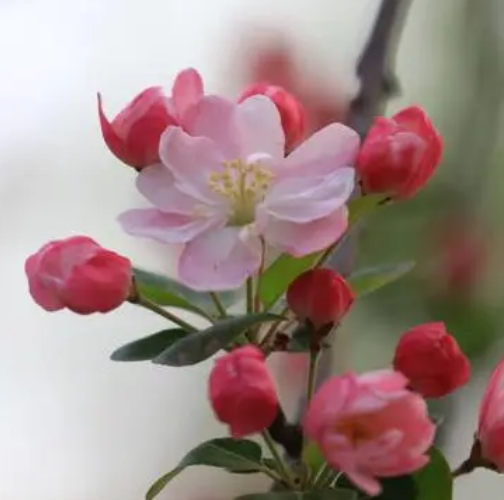 海棠花好养吗？