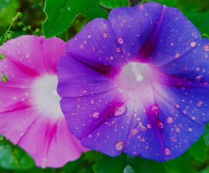牵牛花好养吗？