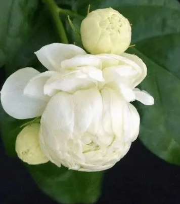 茉莉花怎么水养？