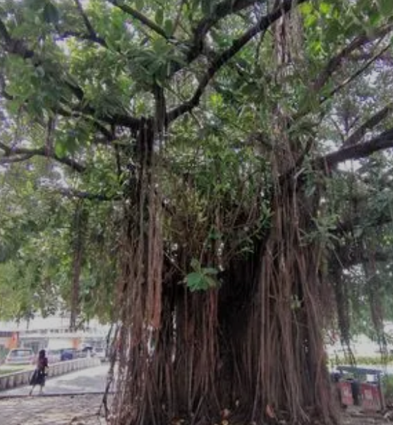 榕树好养吗？