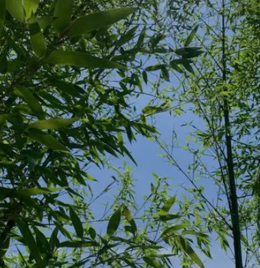 竹子好养吗？
