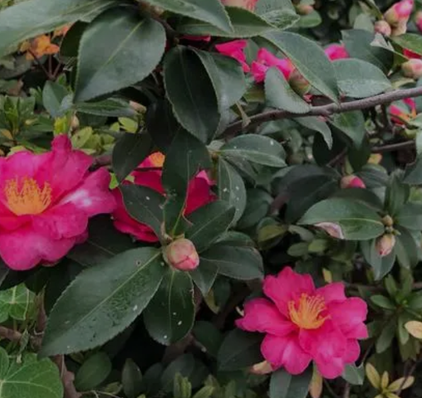 茶梅好养吗？