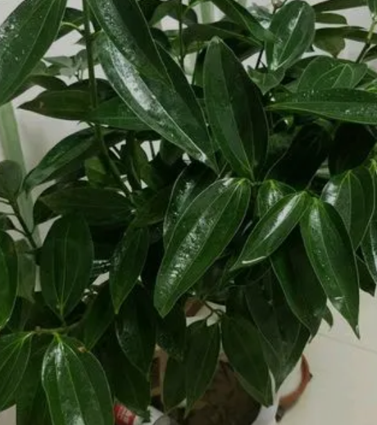 平安树好养吗？