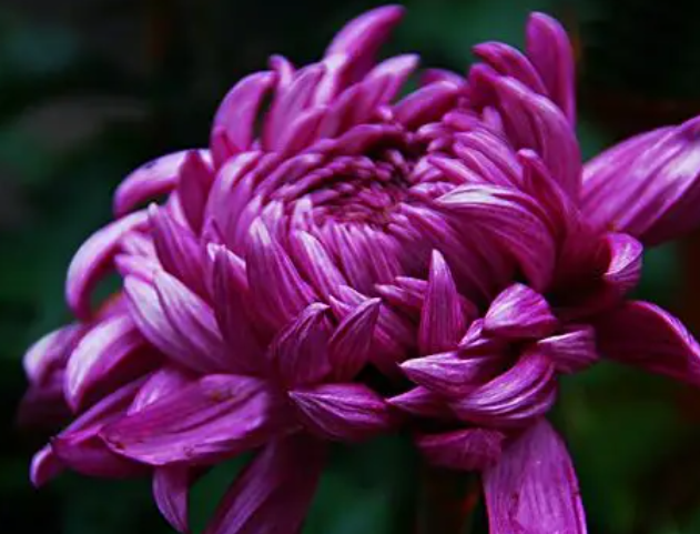 菊花好养吗