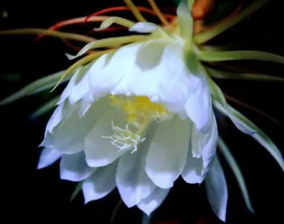 昙花好养活吗