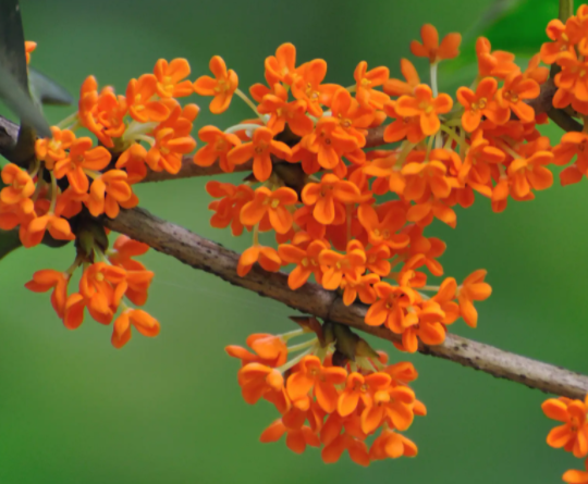 桂花好养吗