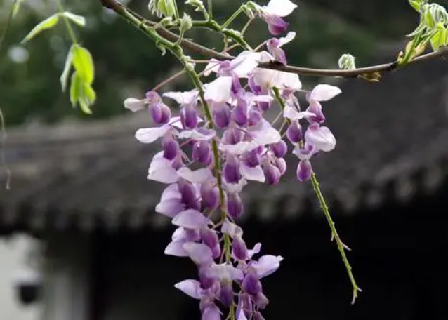 紫藤花好养吗