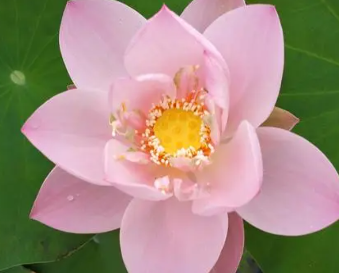 碗莲好养吗