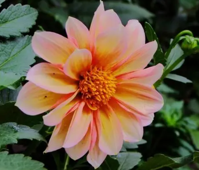 小丽花好养吗
