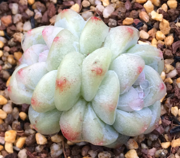 多肉植物怎么水养