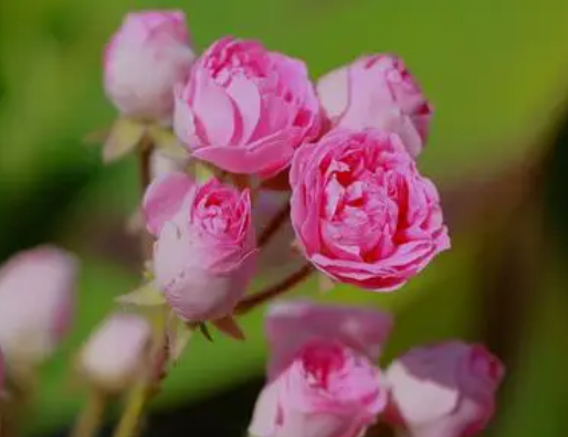 蔷薇花好养吗