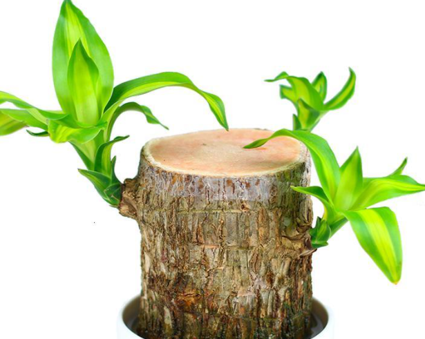 巴西木好养吗