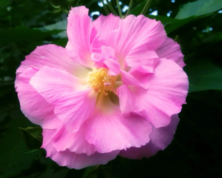 芙蓉花好养吗