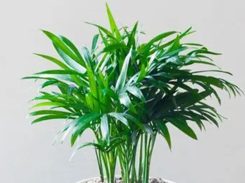 袖珍椰子好养吗