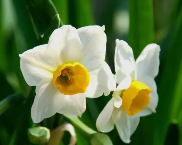 水仙花好养活吗