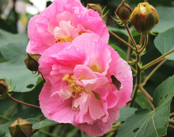 木芙蓉花怎么水养