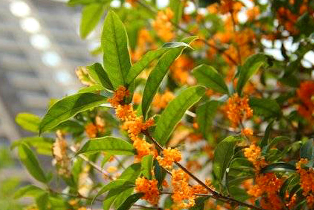 桂花好养活吗