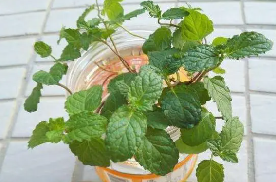 薄荷怎么水养