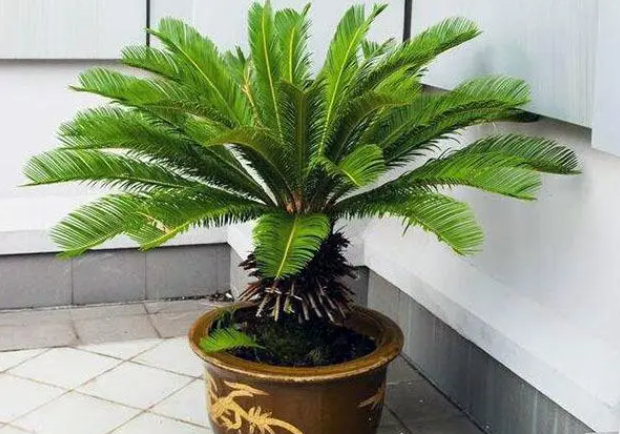 铁树好养活吗