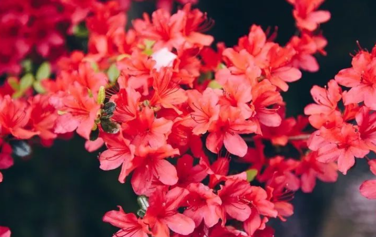 杜鹃花可以浇淘米水吗