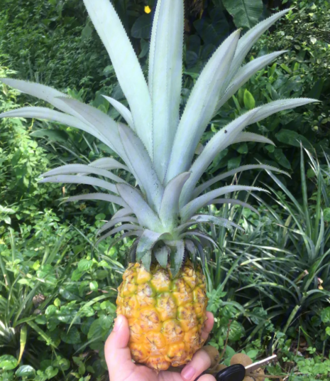 菠露几天浇一次水