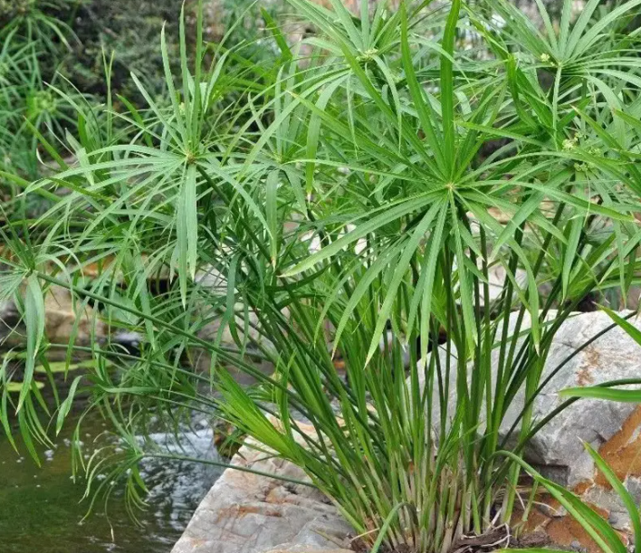 水竹好养活吗