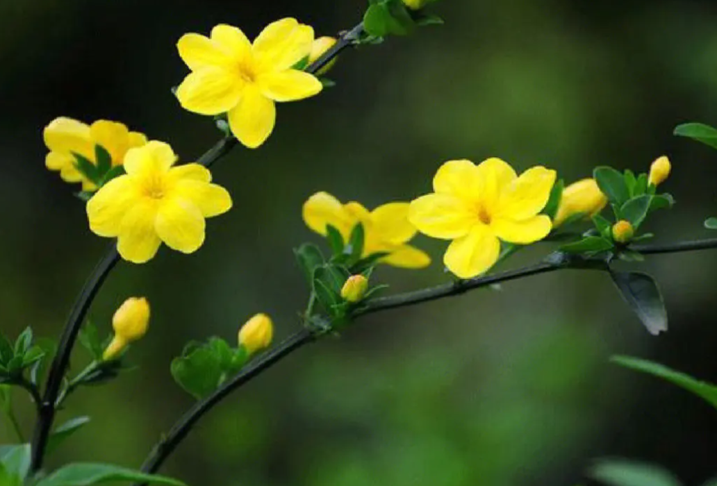 迎春花怎么水养