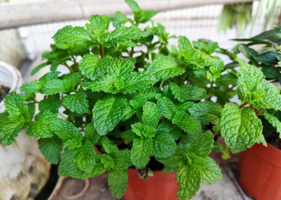 薄荷好养活吗