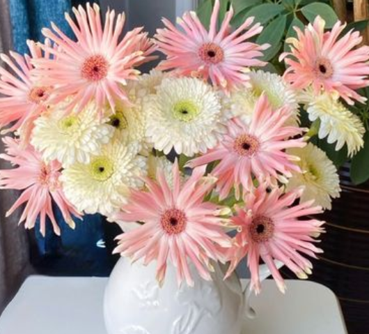 非洲菊怎么水养