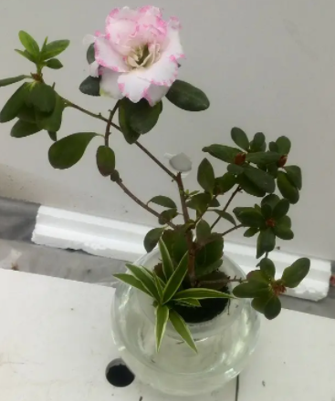杜鹃花怎么水养