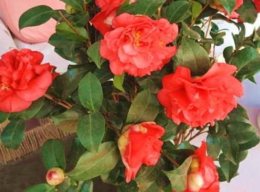 茶花好养活吗