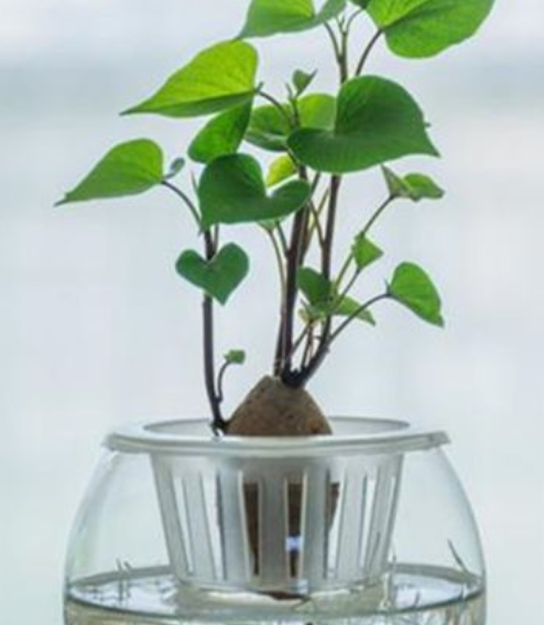 红薯怎么水养
