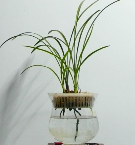 建兰怎么水养