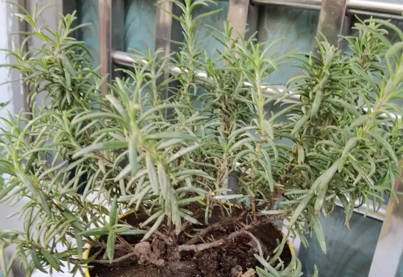 迷迭香好养活吗