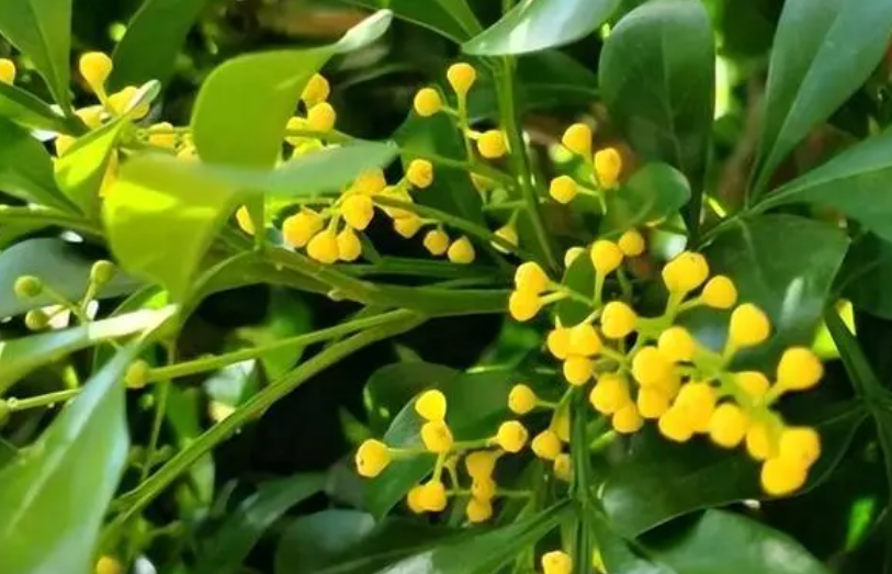 米兰花好养活吗