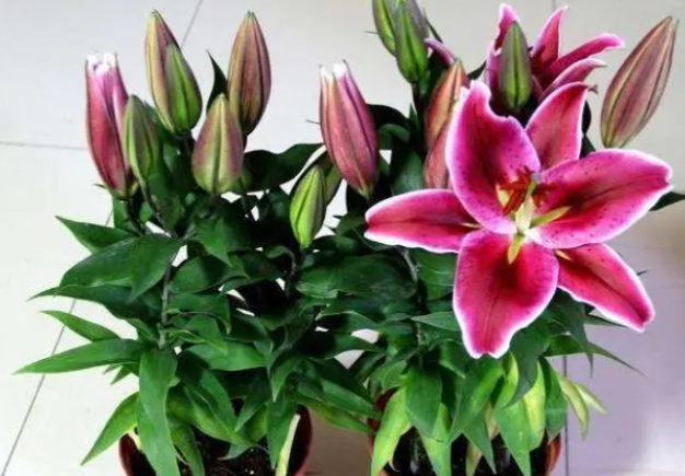 百合花好养活吗