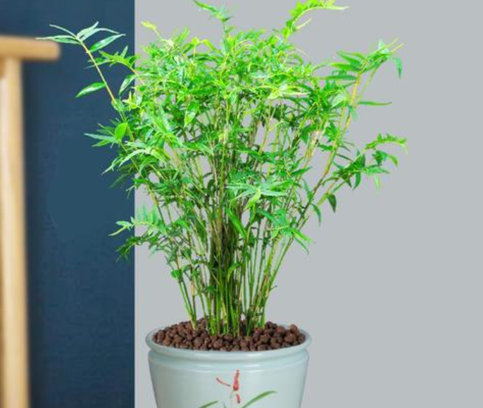 竹子好养活吗